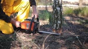 Best Grass Overseeding  in Kearney Park, MS