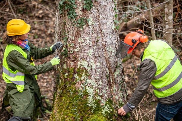 Best Tree Removal Service  in Kearney Park, MS