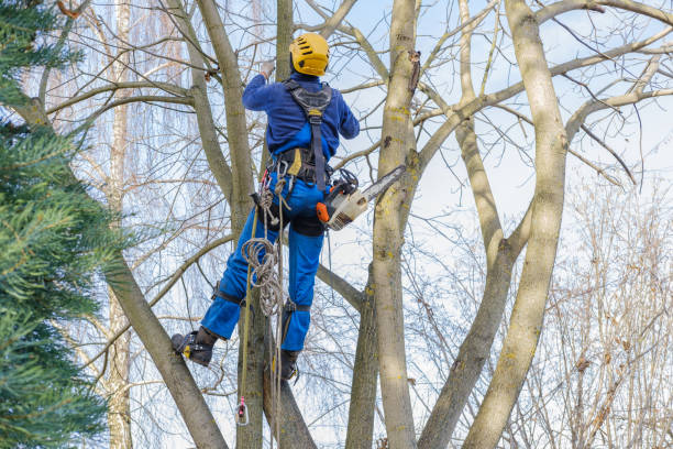 Best Tree Preservation Services  in Kearney Park, MS