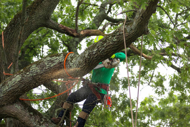 Best Hedge Trimming  in Kearney Park, MS