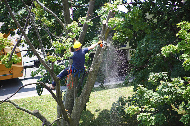 Reliable Kearney Park, MS Tree Services Solutions