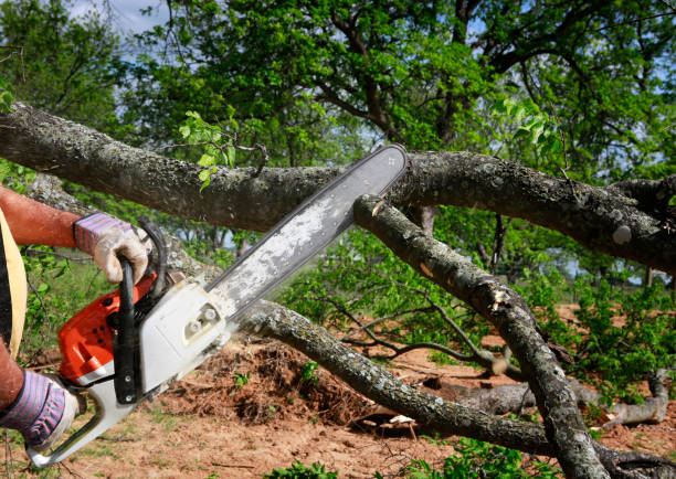 Best Storm Damage Tree Cleanup  in Kearney Park, MS