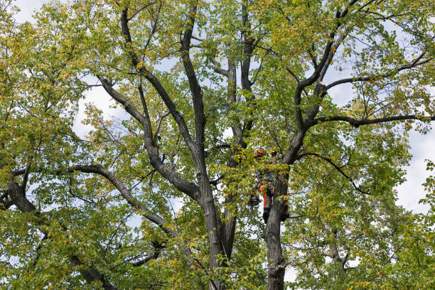 How Our Tree Care Process Works  in  Kearney Park, MS